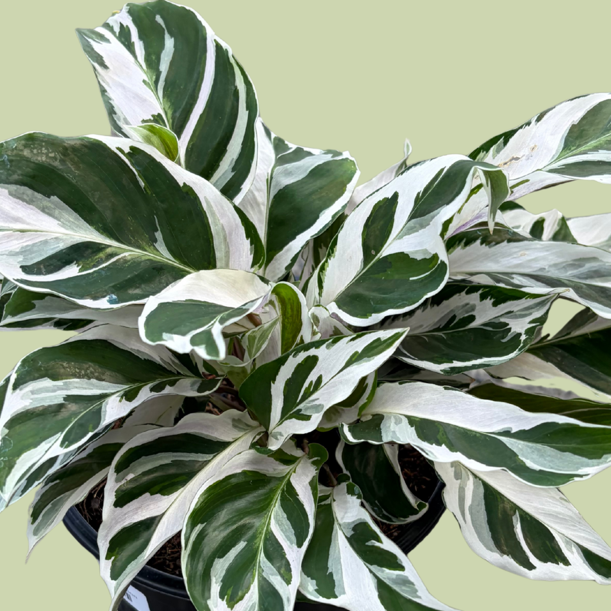 Calathea White Fusion