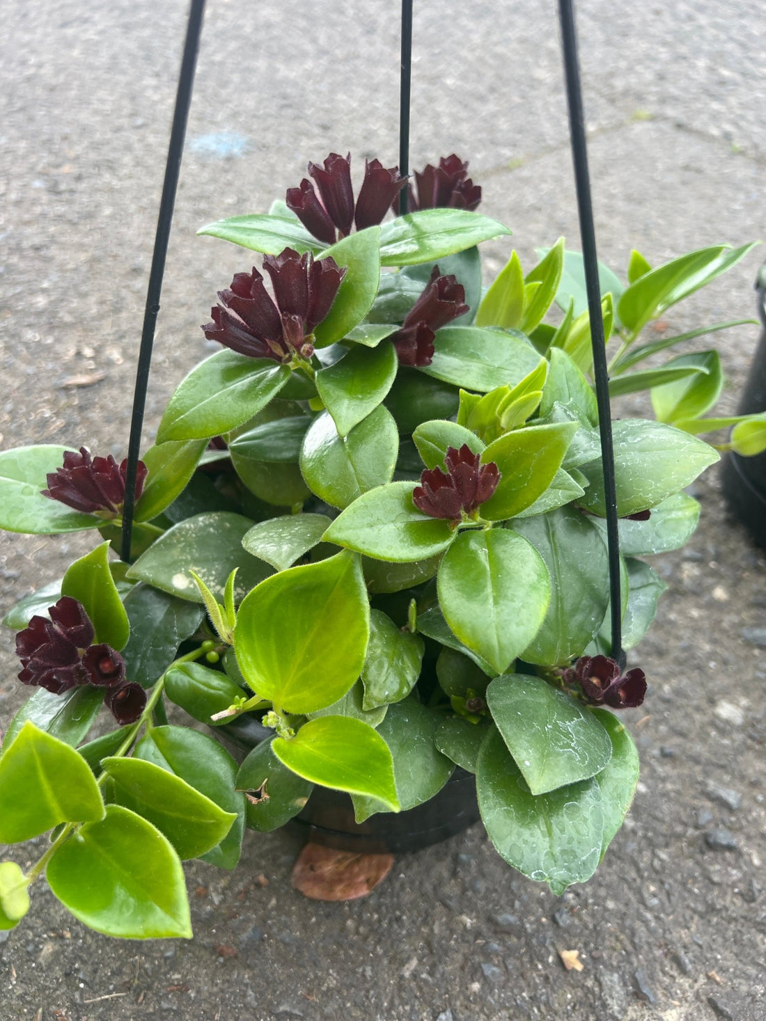 Aeschynanthus Mona Lisa - The Flower Crate