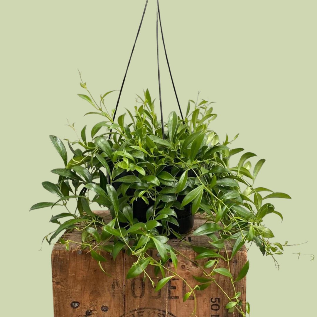 Aeschynanthus Parvofolia - The Flower Crate