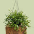 Aeschynanthus Parvofolia - The Flower Crate