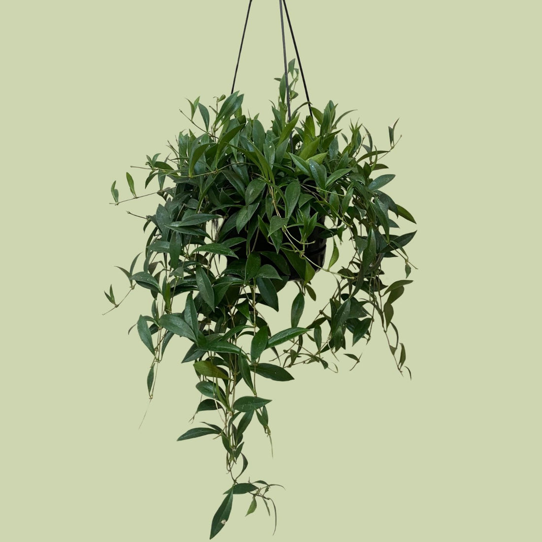 Aeschynanthus Splendons - The Flower Crate