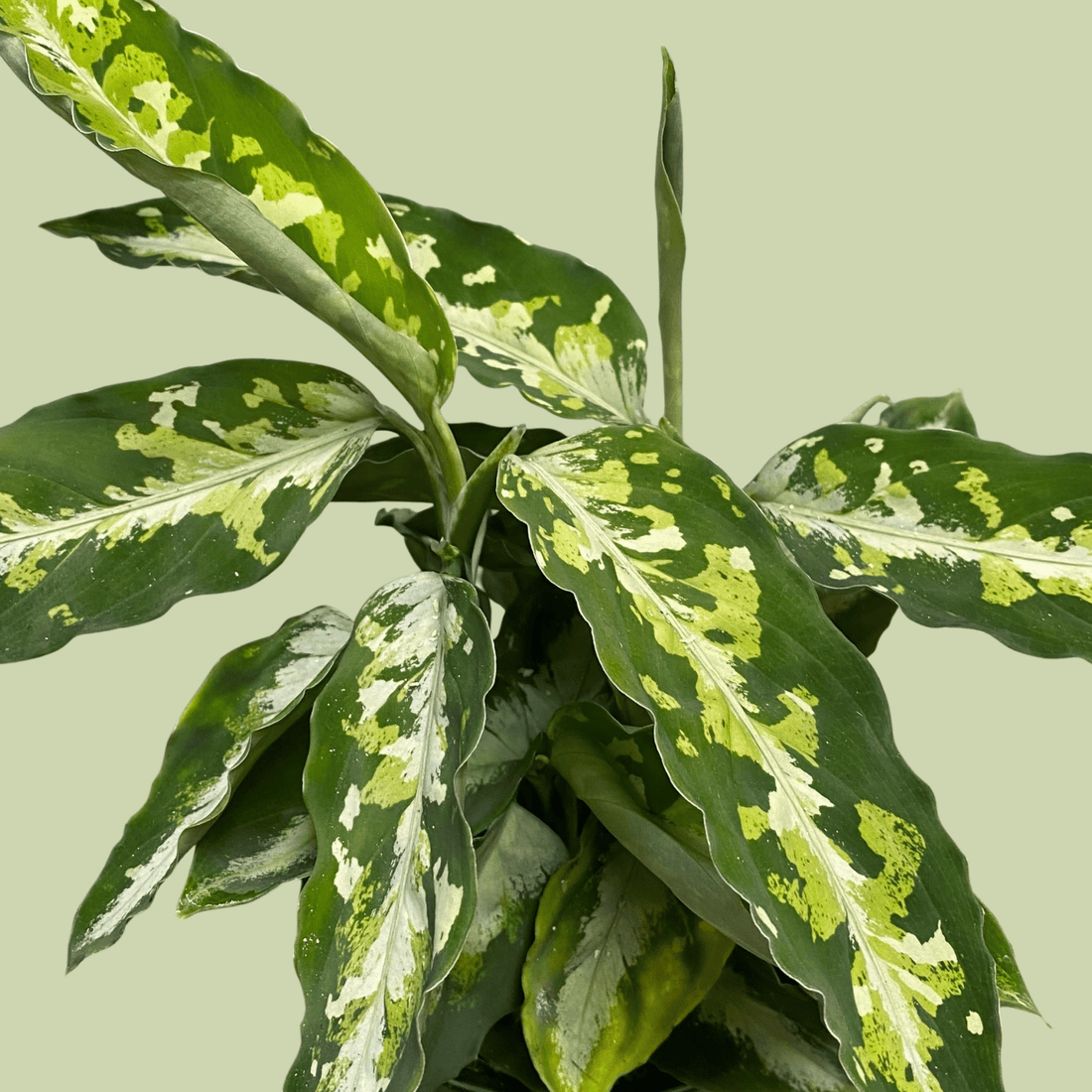 Aglaonema Pictum - The Flower Crate