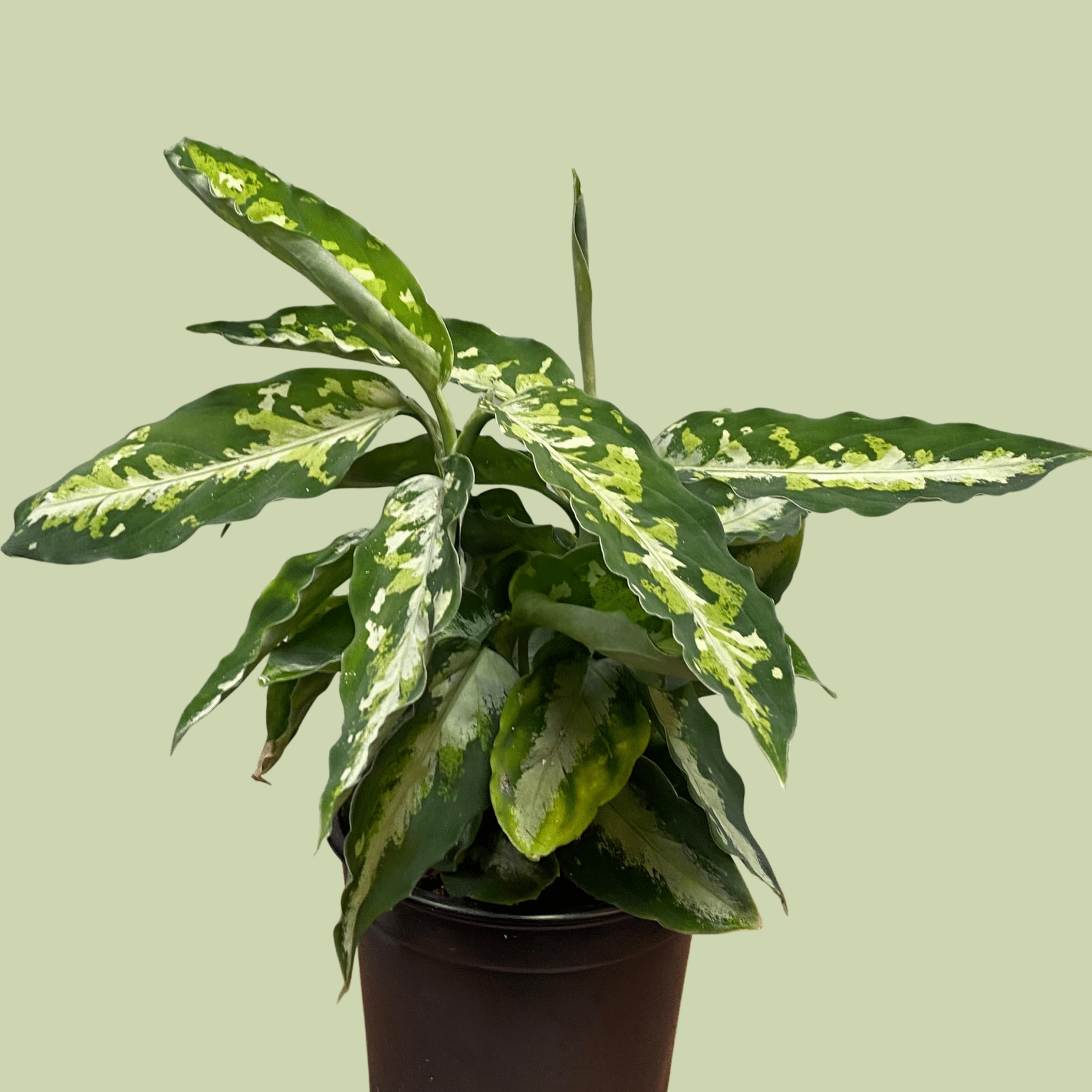 Aglaonema Pictum - The Flower Crate