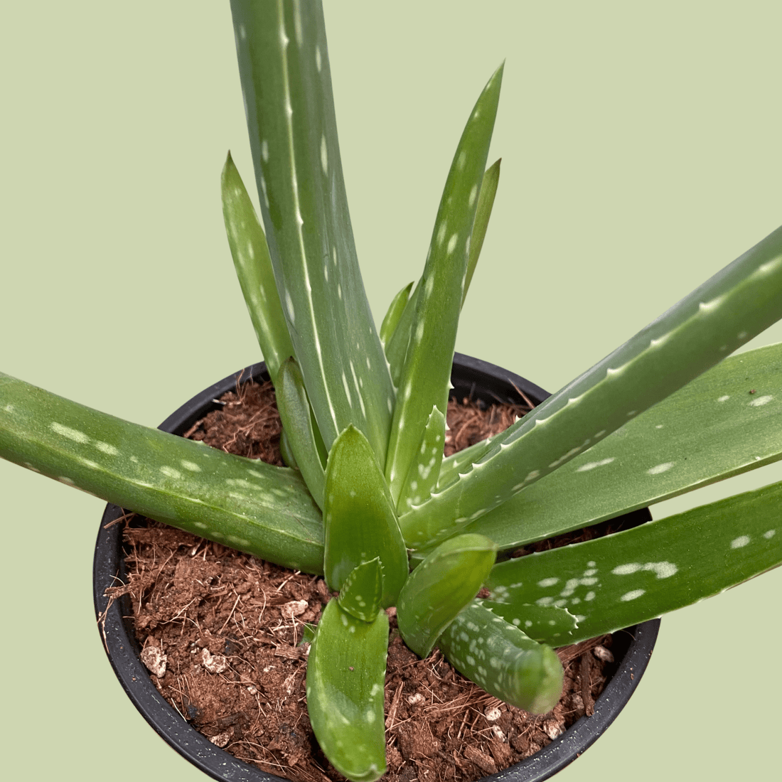 Aloe Vera - The Flower Crate