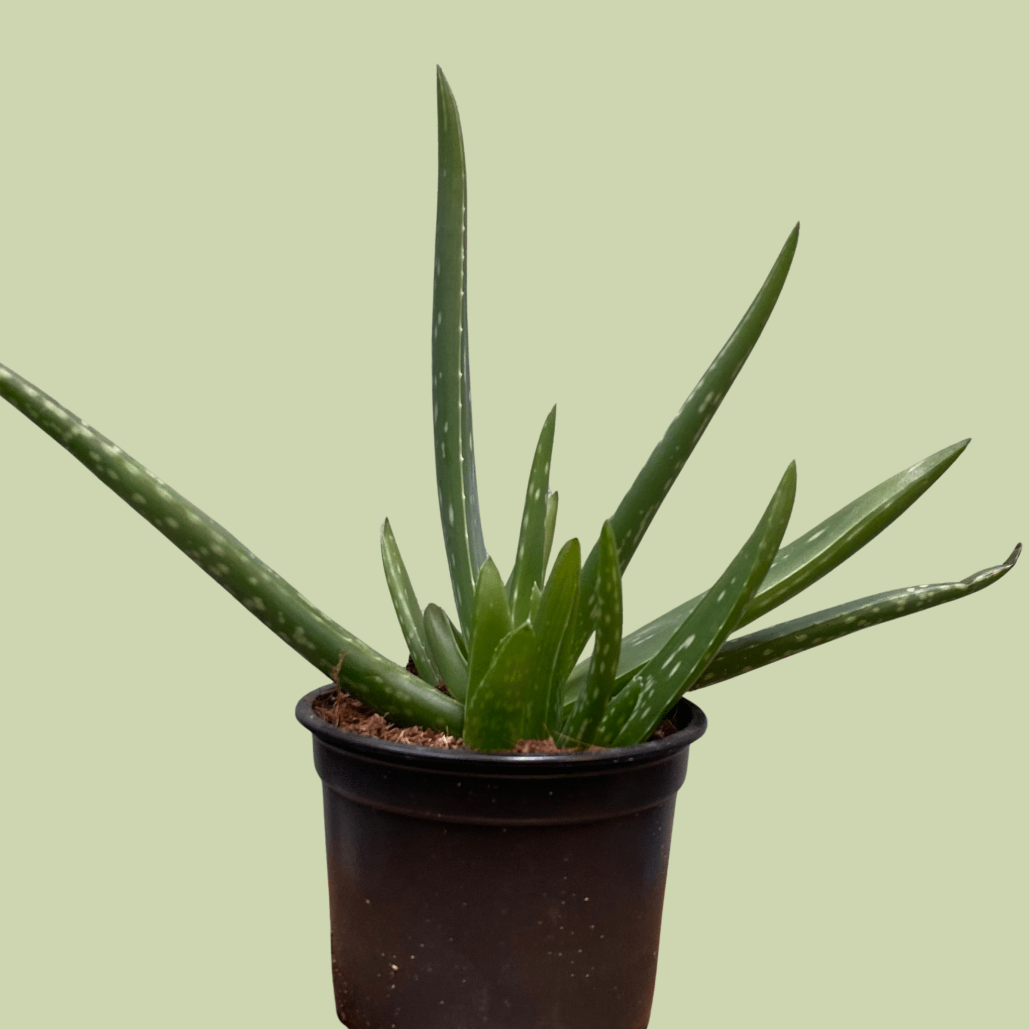 aloe vera plant nz Aloe Vera