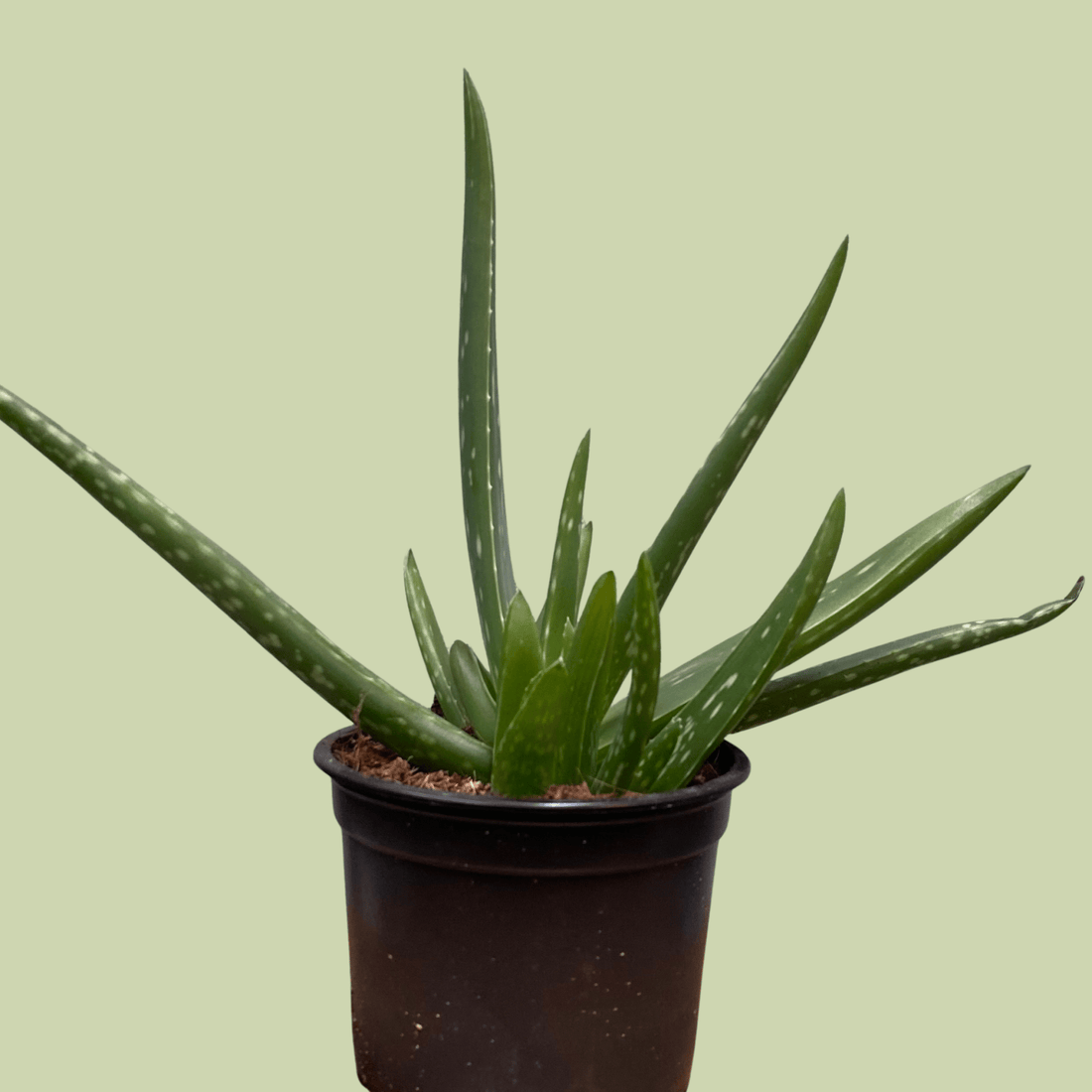 Aloe Vera - The Flower Crate