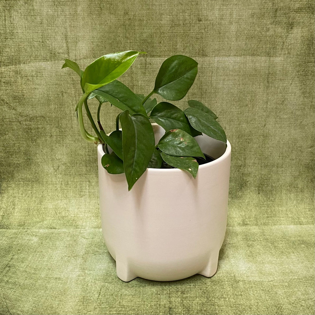 Amber Ceramic Pot - The Flower Crate