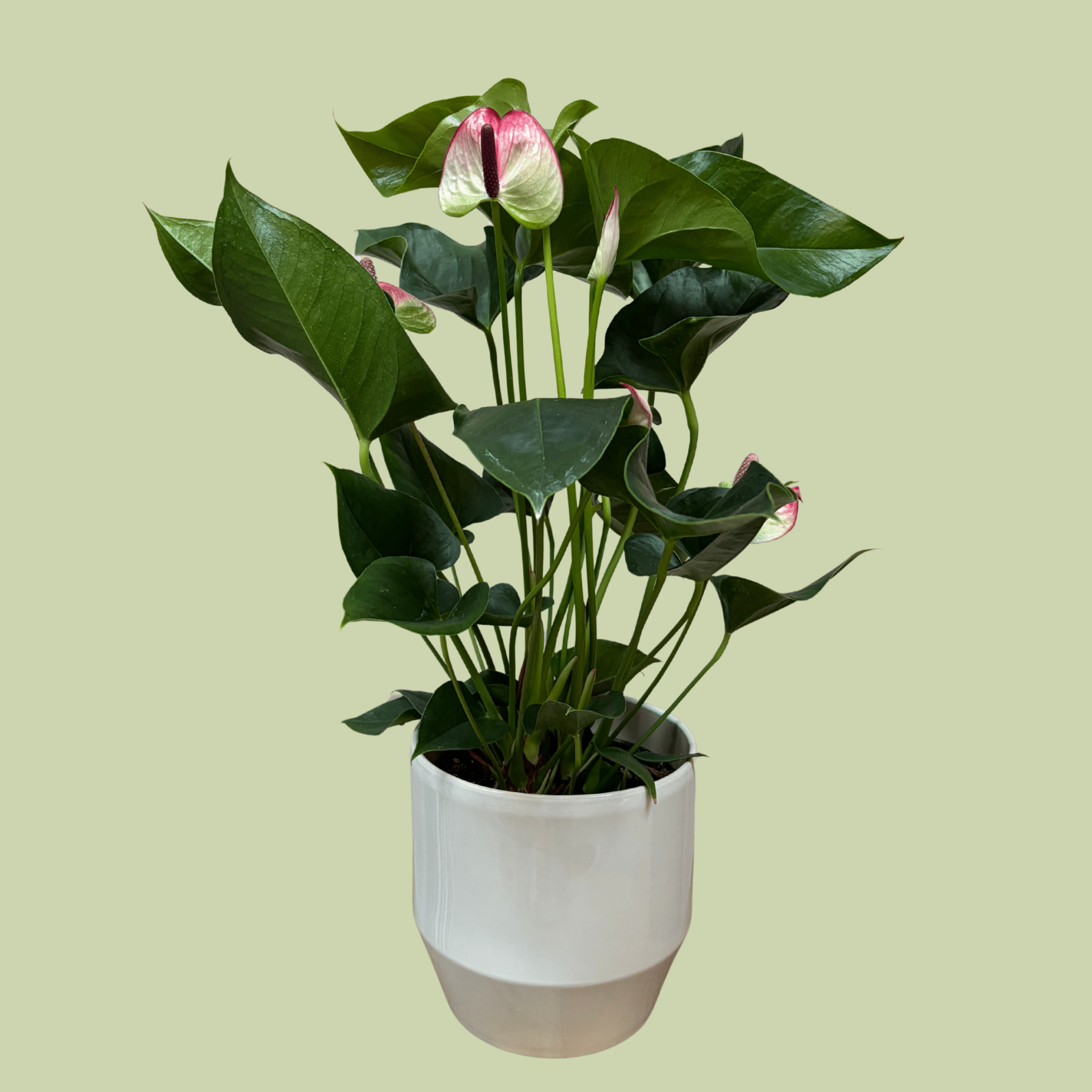 Anthurium 14cm with Ceramic Planter - The Flower Crate
