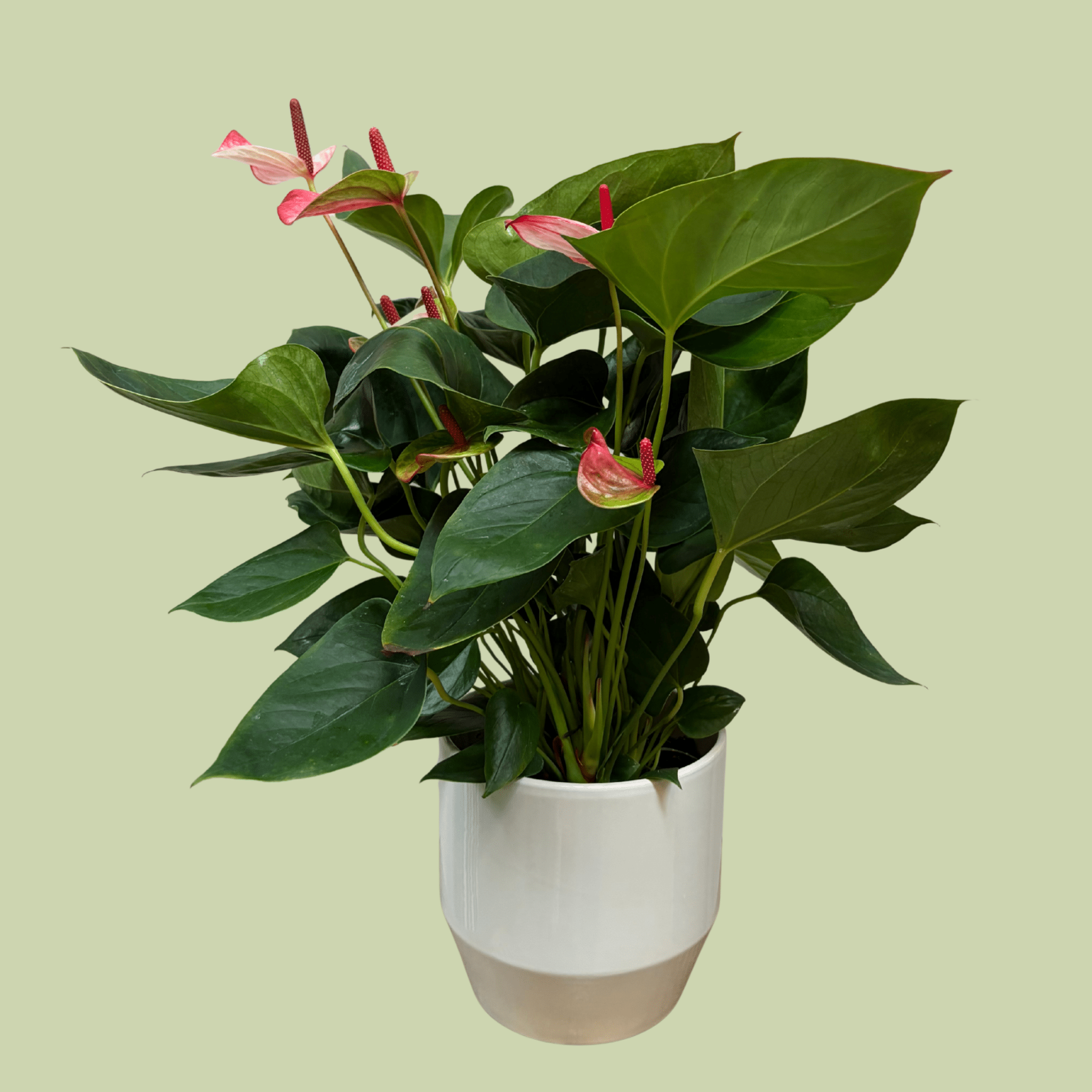 Anthurium 14cm with Ceramic Planter - The Flower Crate