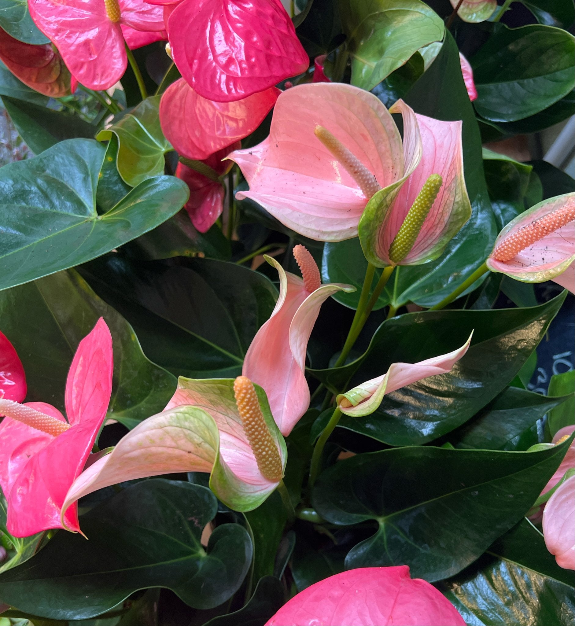 royal pink anthurium Anthurium Joli Pink