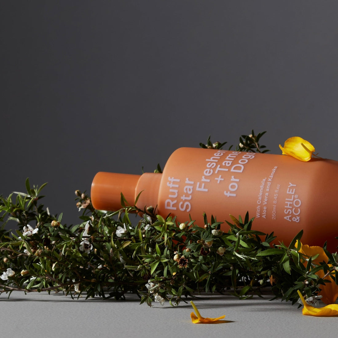 Ashley & Co - Ruff Star - The Flower Crate