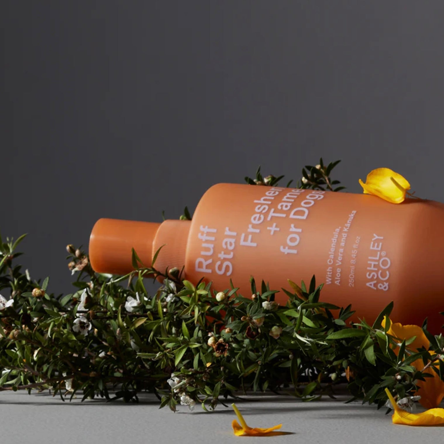 Ashley & Co - Ruff Star - The Flower Crate