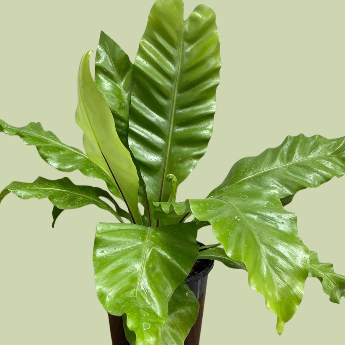 Asplenium Nidus - Birds Nest Fern - The Flower Crate