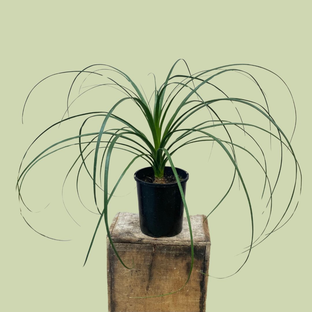 ponytail palm look alike Beaucarnea