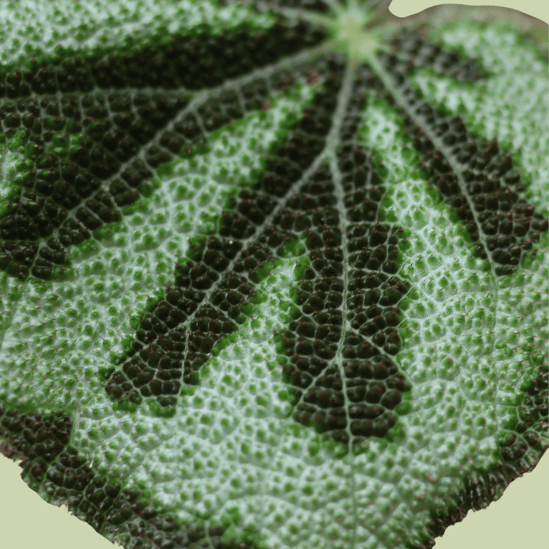 Begonia Mosoniana & Ceramic Planter Pot - The Flower Crate