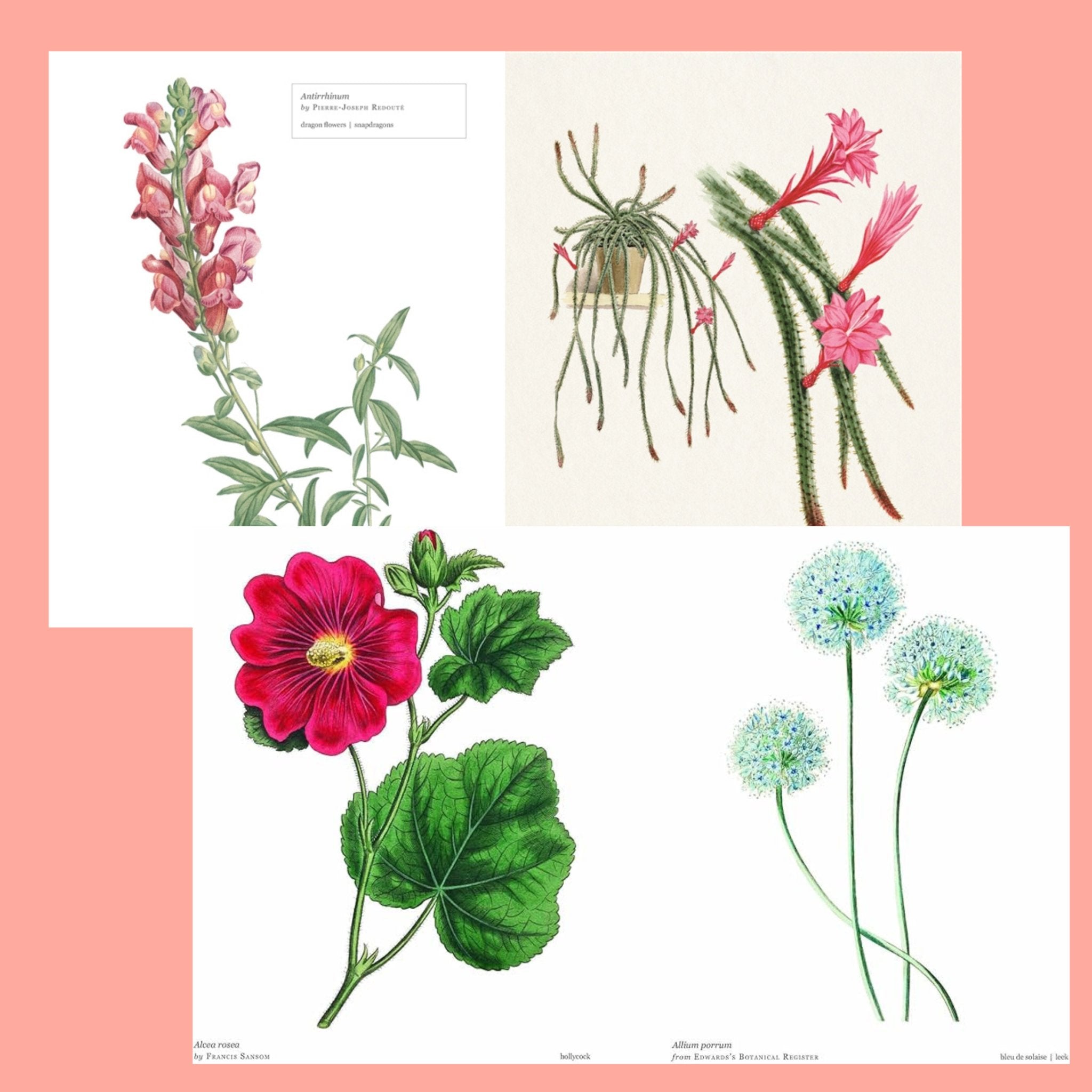 Biblioflora - The Flower Crate