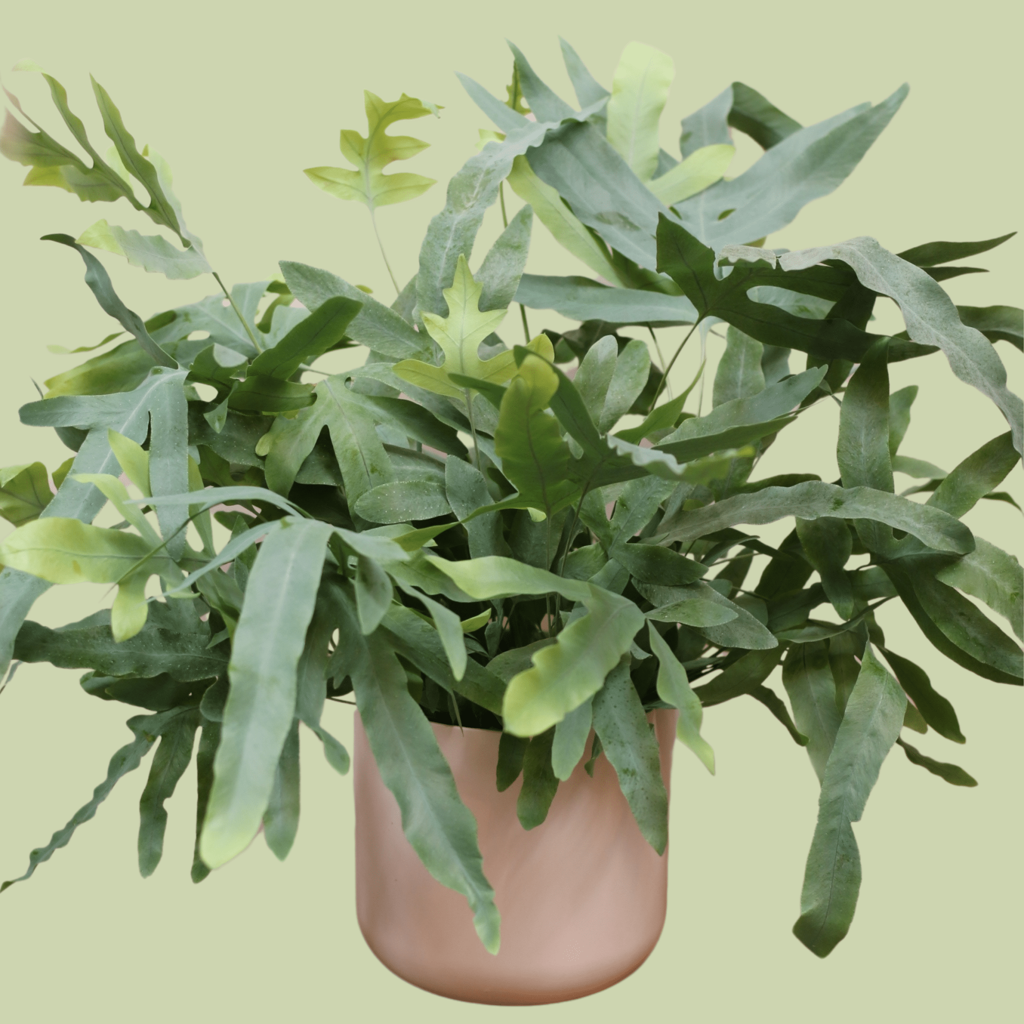Blue Star Fern with Pot - The Flower Crate