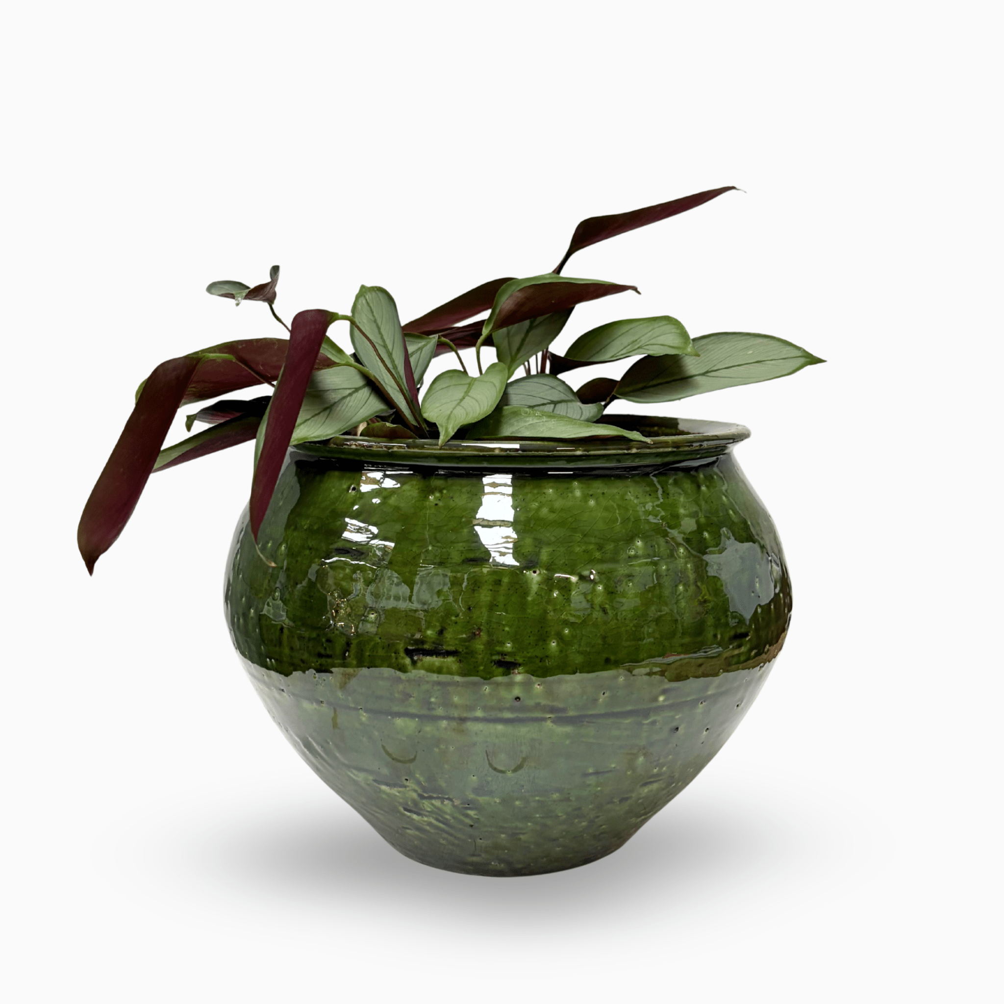 Cacao Pot - Green - The Flower Crate
