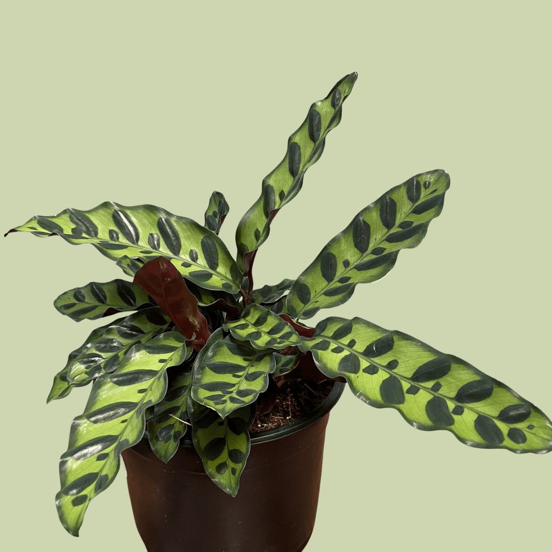 Calathea Insignis - The Flower Crate