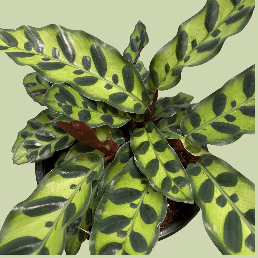 Calathea Insignis - The Flower Crate