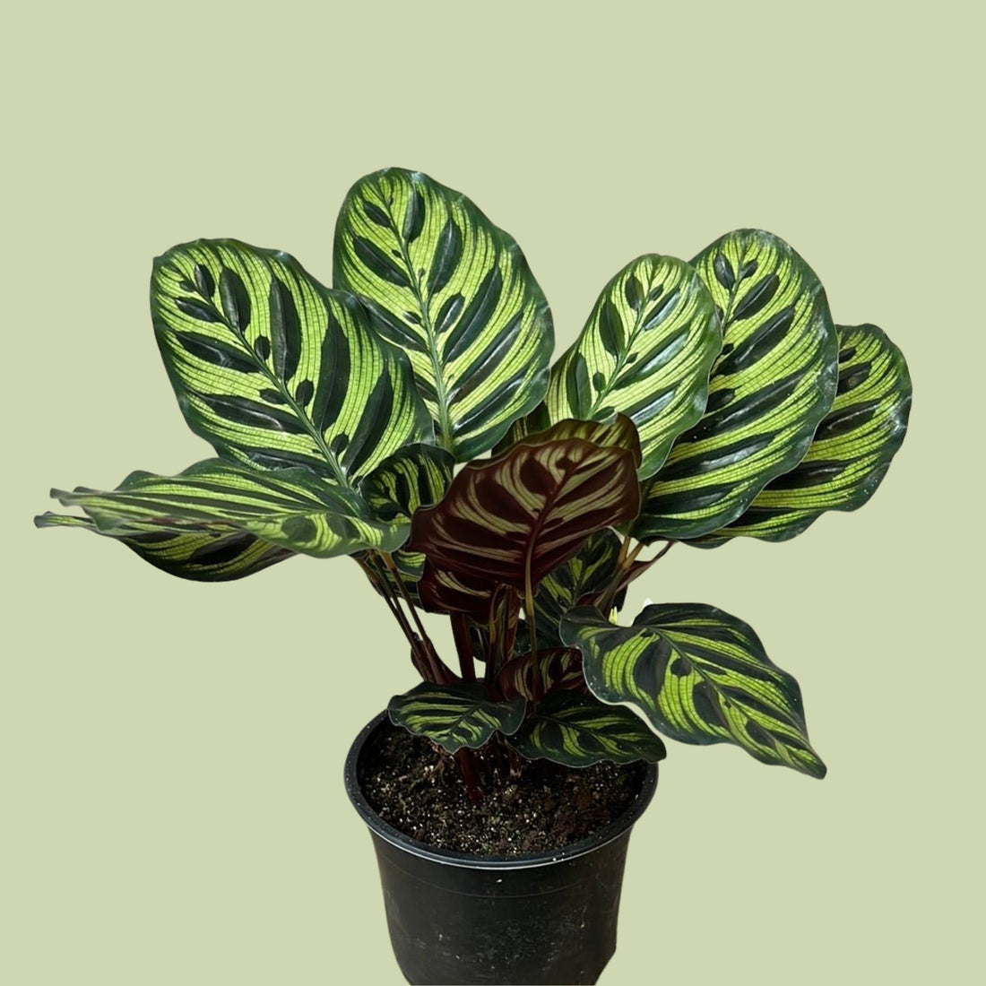 Calathea Makoyana - The Flower Crate