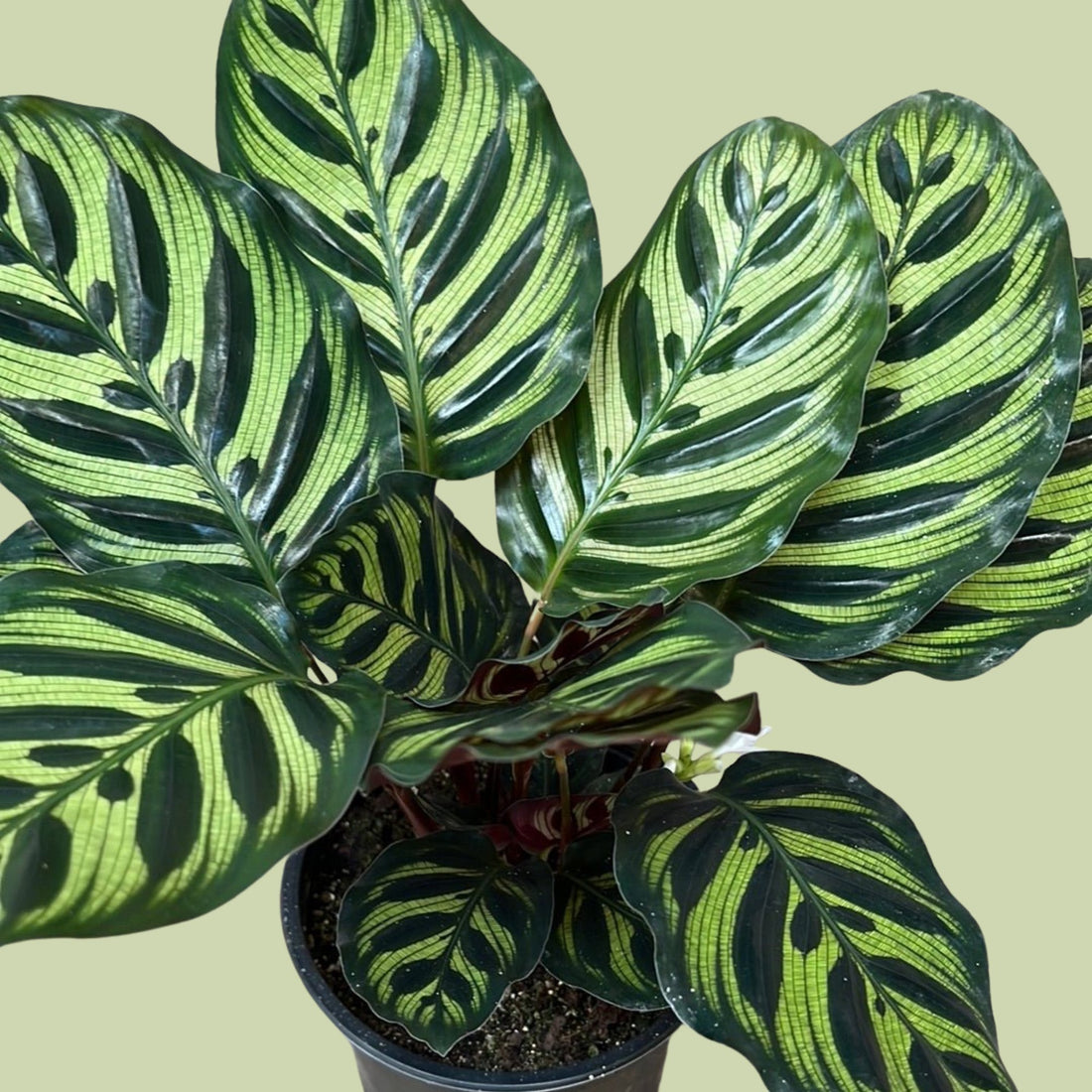 Calathea Makoyana - The Flower Crate