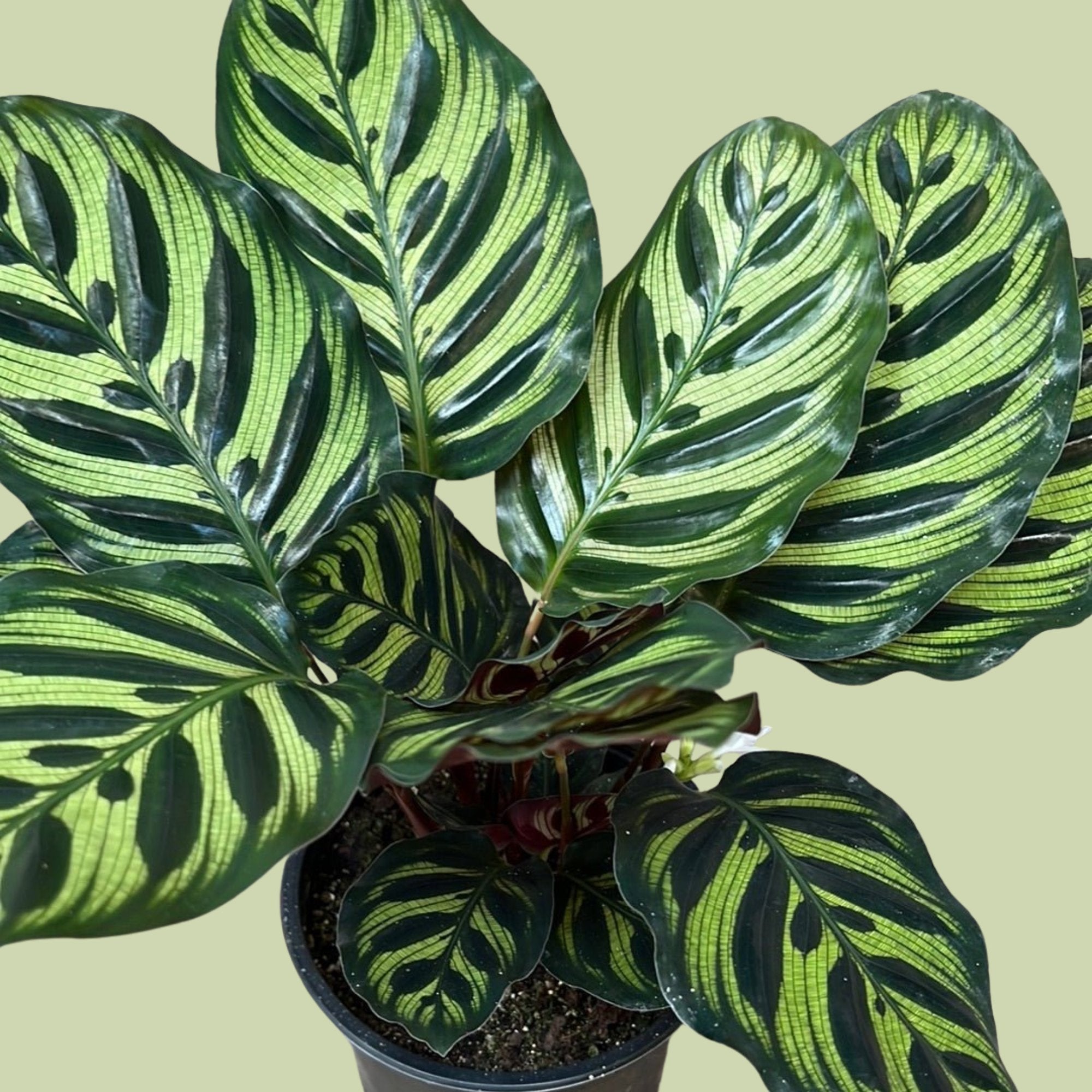 Calathea Makoyana - The Flower Crate