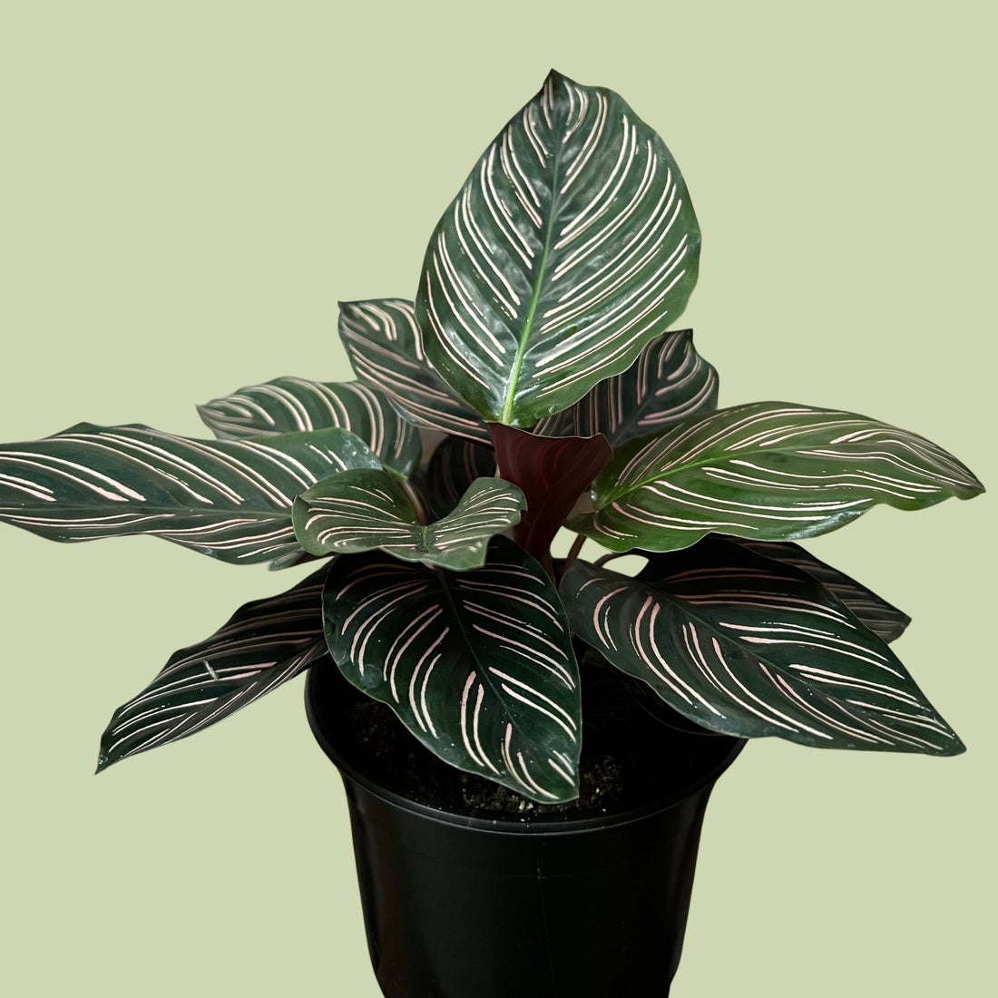 Calathea Ornata - The Flower Crate