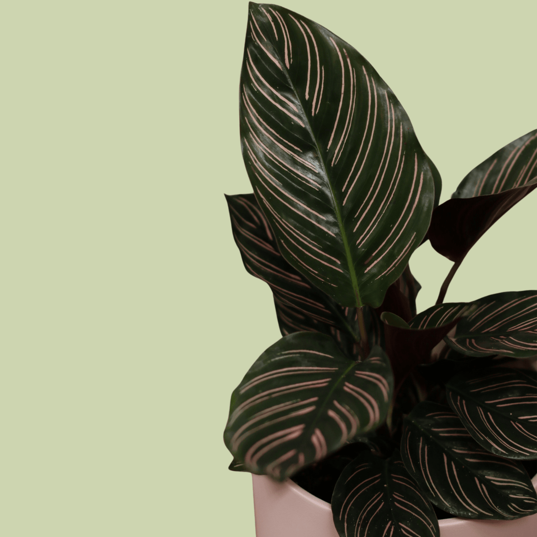 Calathea Ornata With Ceramic Planter Pot - The Flower Crate