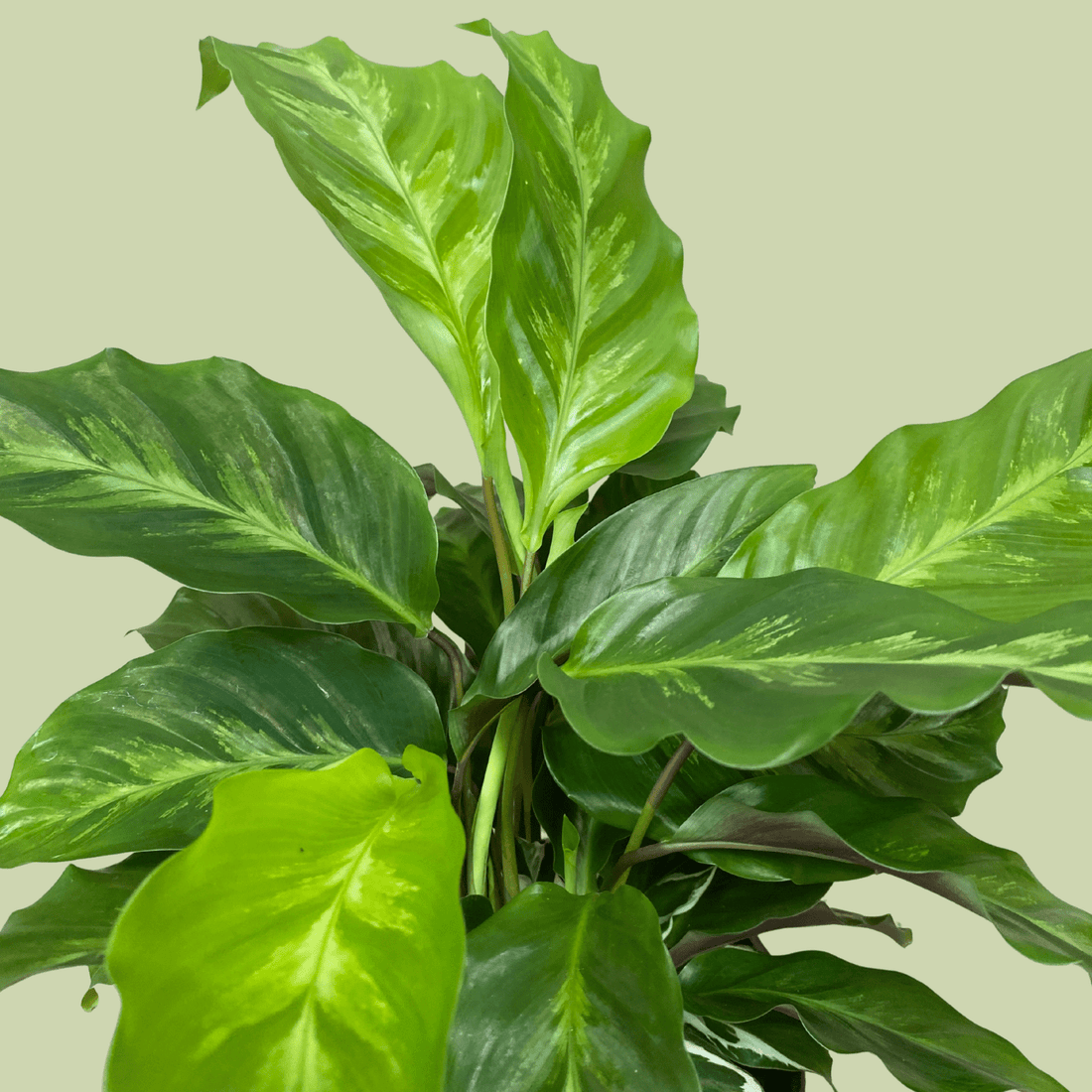 Calathea - Prayer Plant Maui Queen - The Flower Crate