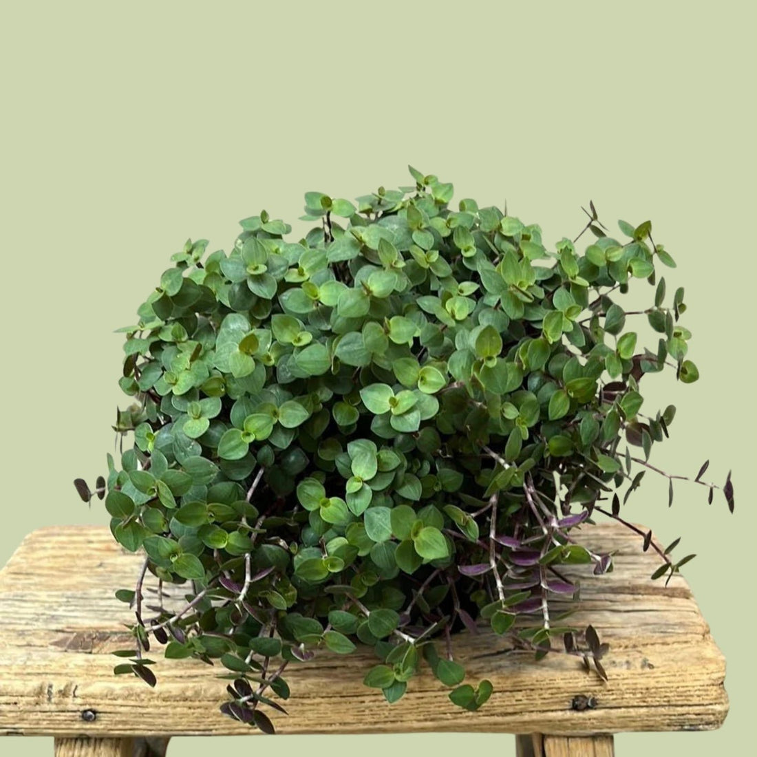 Callisia repens - The Flower Crate