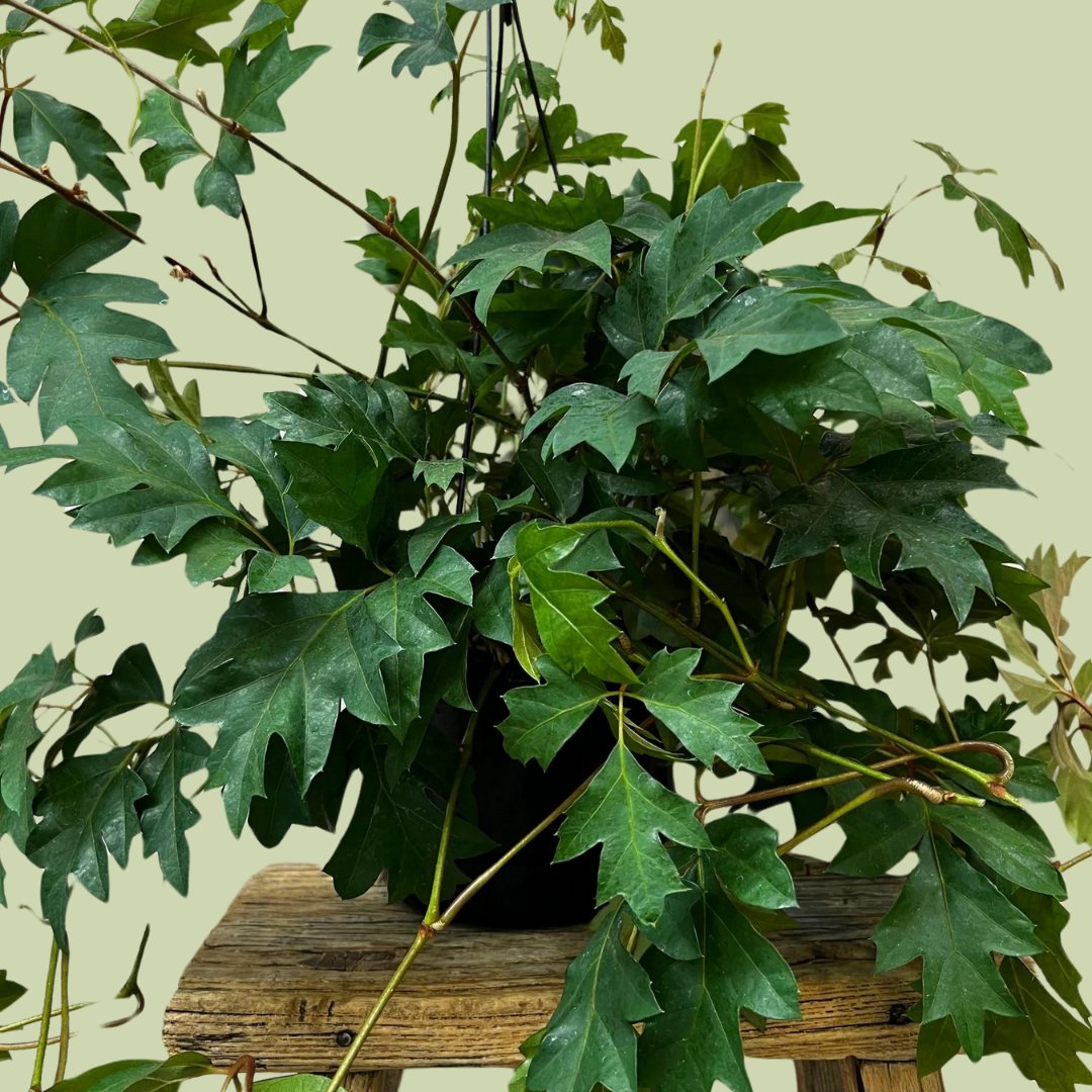 Cissus Ellen Danica - The Flower Crate