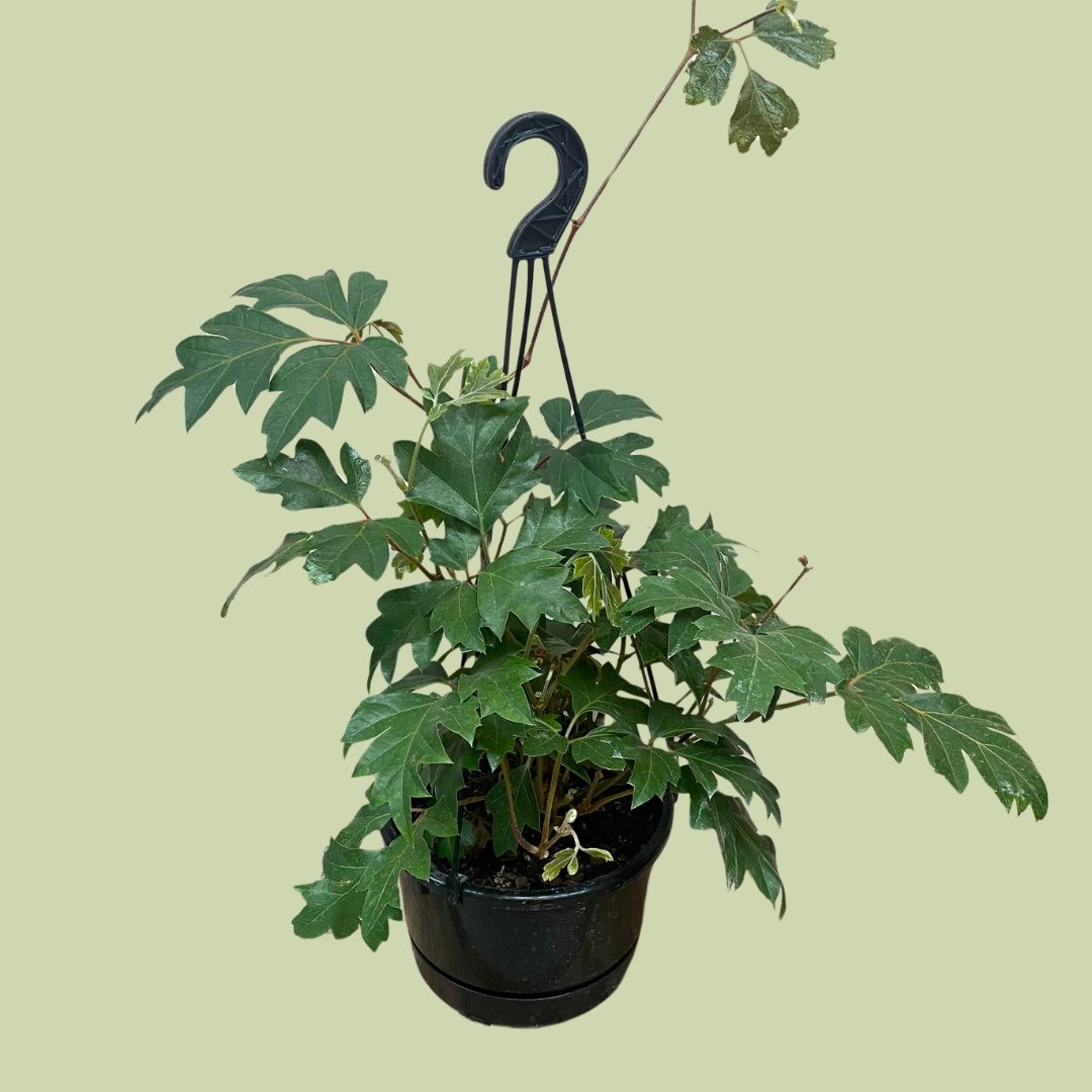 Cissus Ellen Danica - The Flower Crate