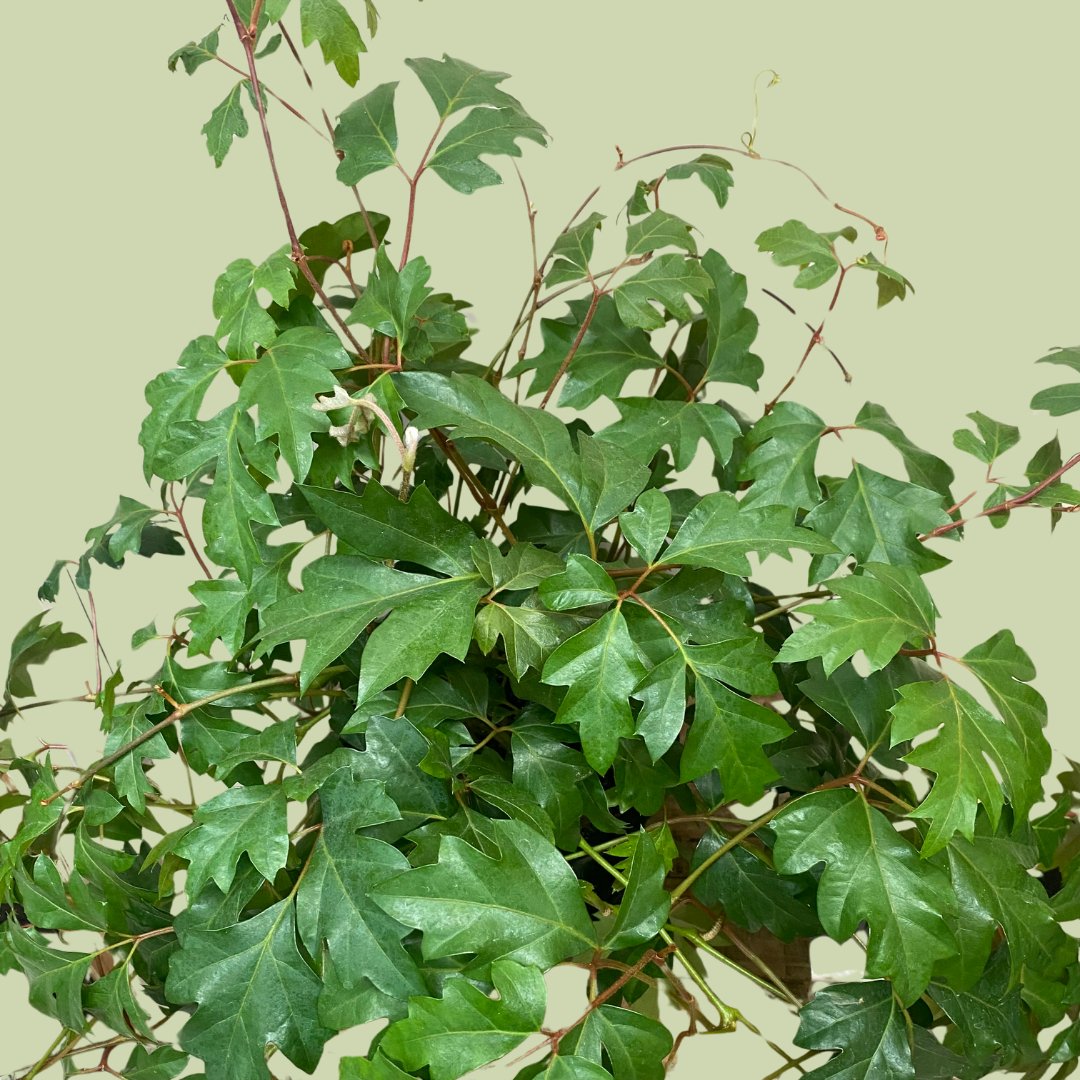 Cissus Ellen Danica - The Flower Crate