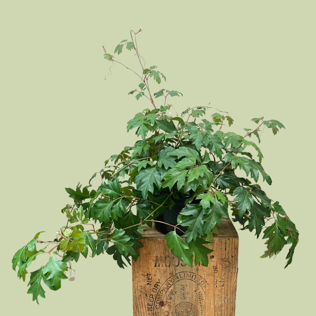 Cissus Ellen Danica - The Flower Crate