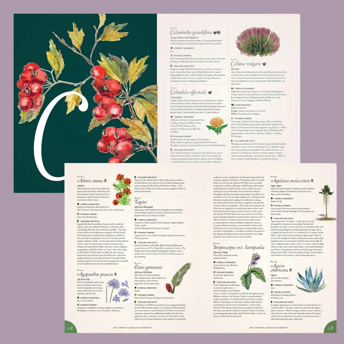 Complete Language of Herbs - Gift Edition - The Flower Crate