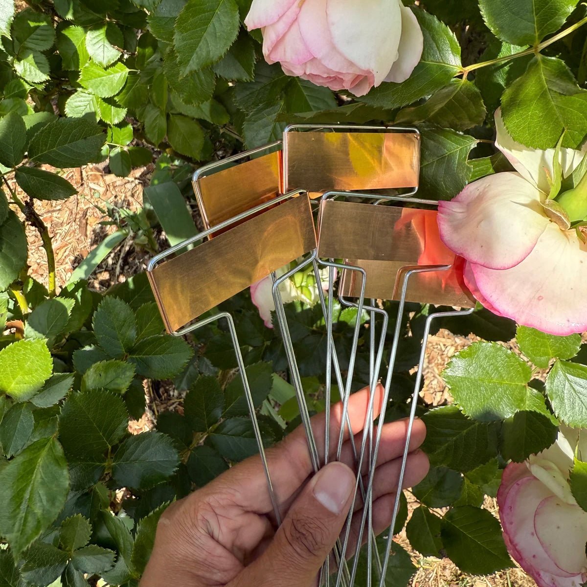 Copper Plant Labels, Pk of 5 - The Flower Crate
