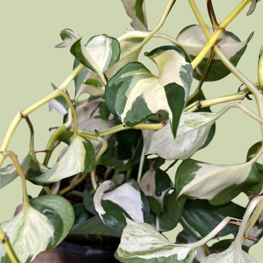 Epipremnum Manjula Hanger - The Flower Crate