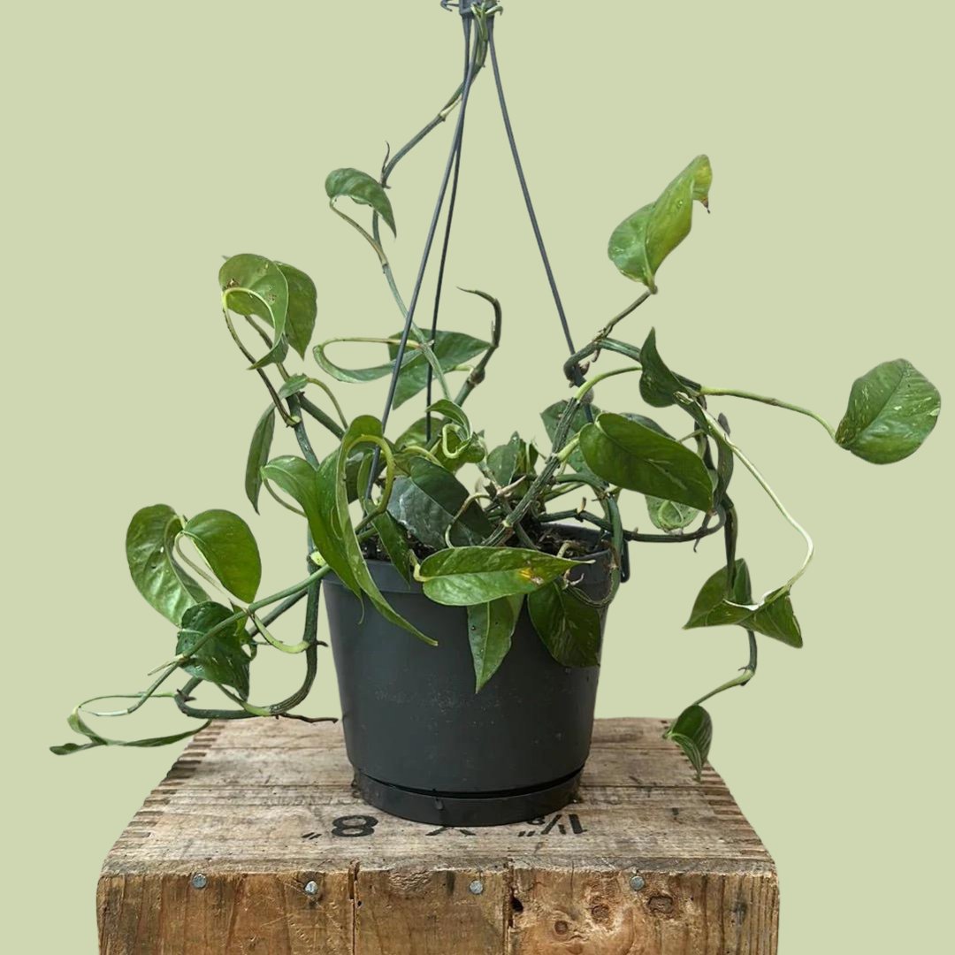 Epipremnum Pinnatum Green - The Flower Crate