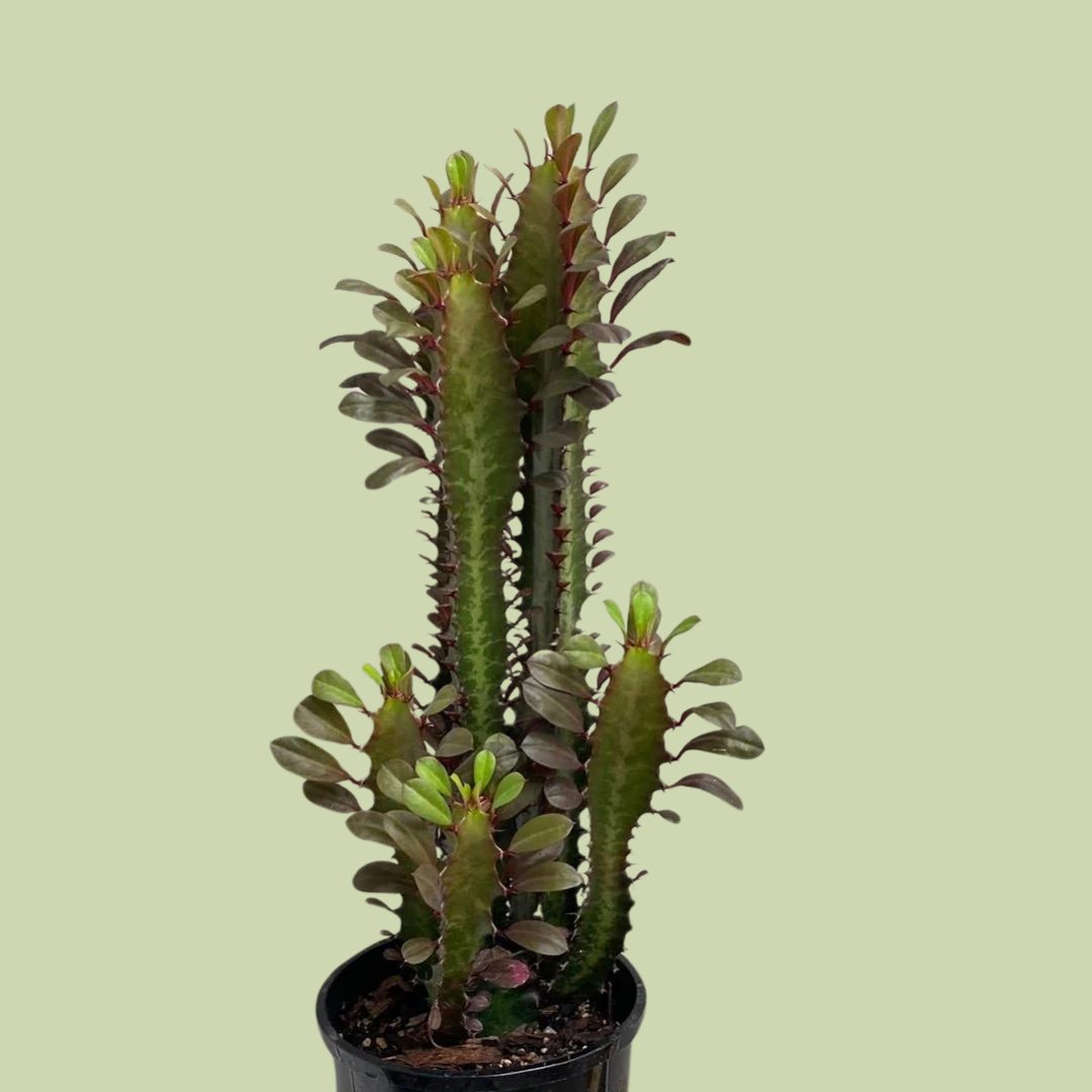Euphorbia Trigona (African Milk Tree) - The Flower Crate