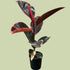 Ficus elastica variegated - Ruby - The Flower Crate