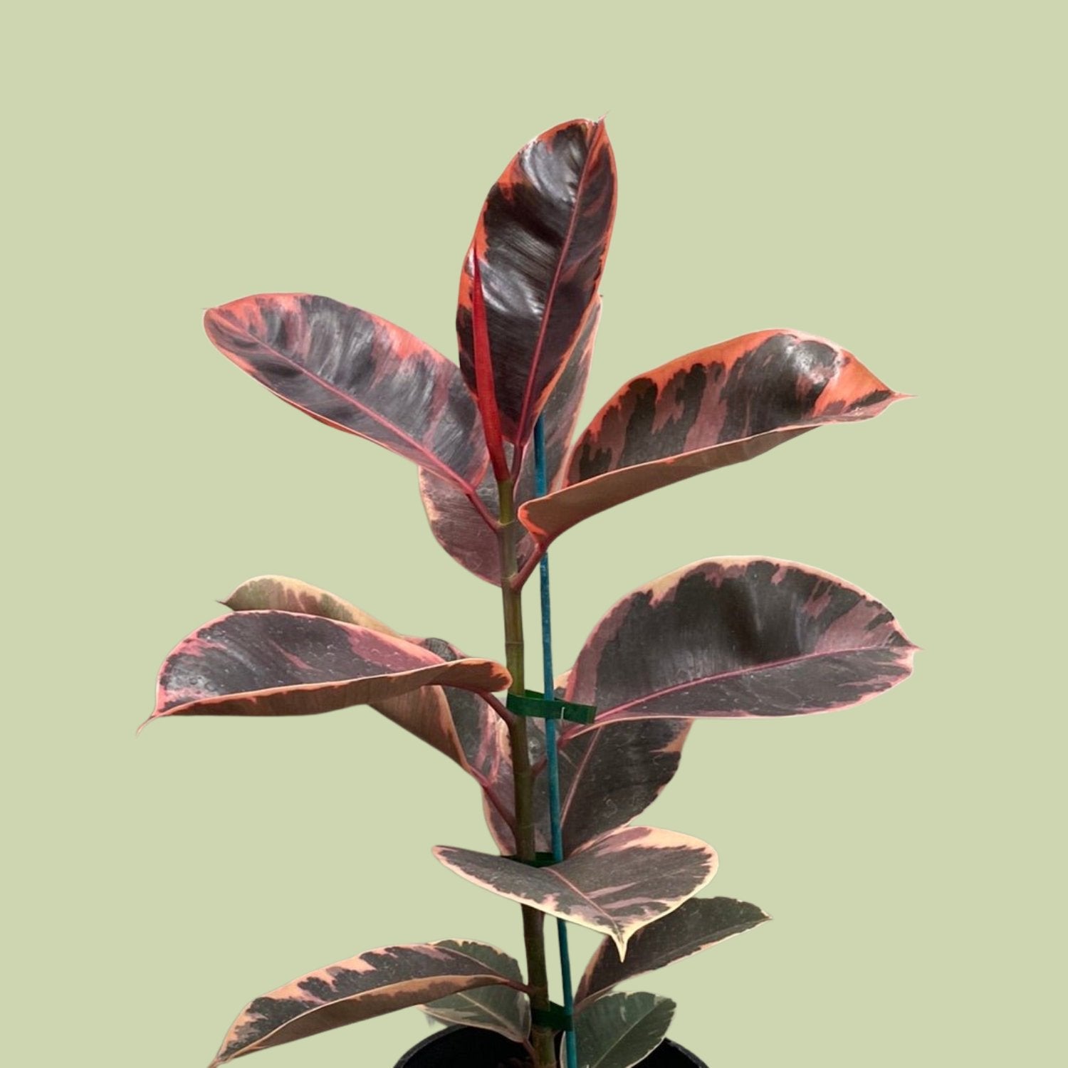 Ficus elastica variegated - Ruby - The Flower Crate