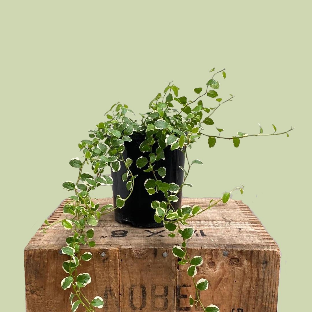 Ficus Frosty 12cm - The Flower Crate