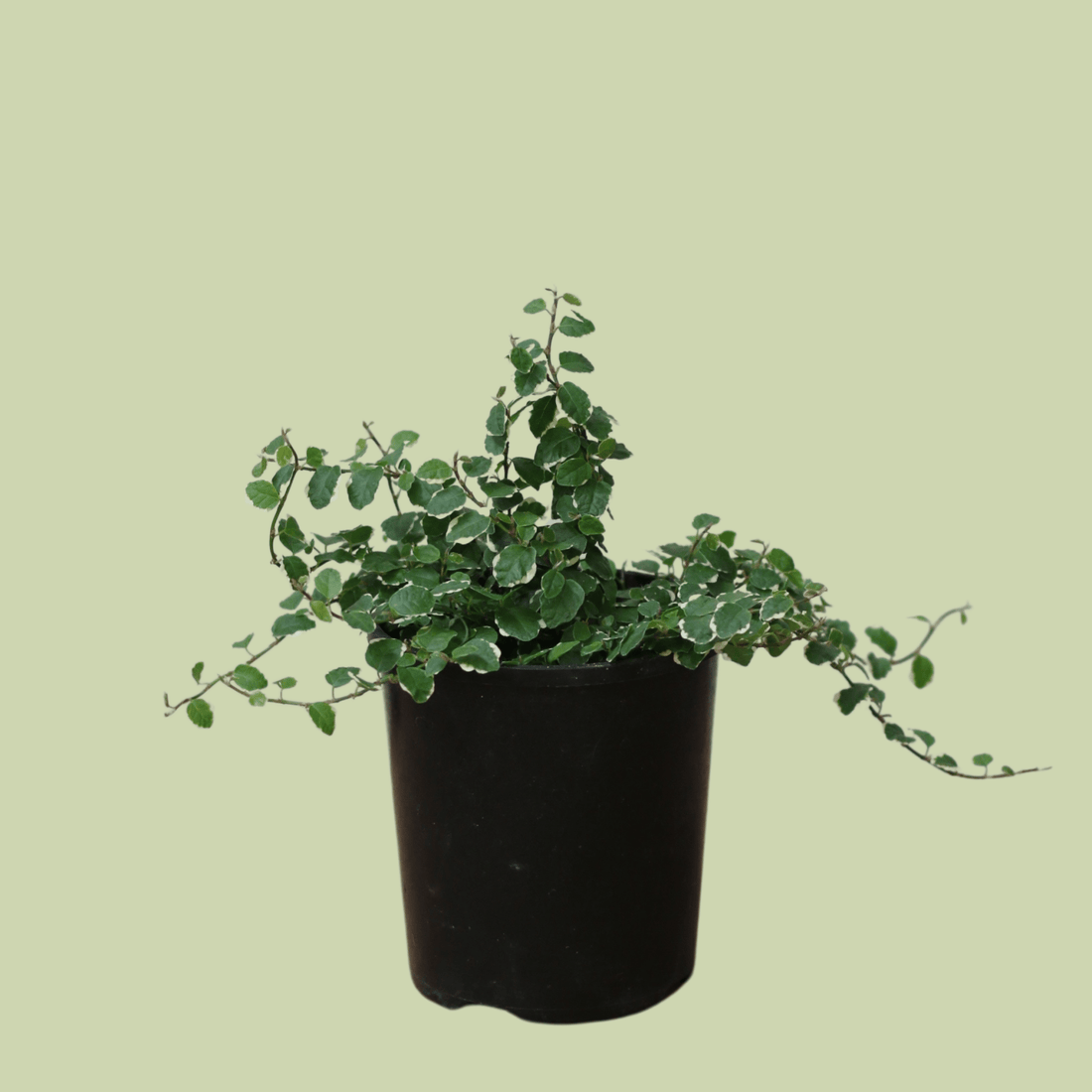 Ficus Frosty 12cm - The Flower Crate