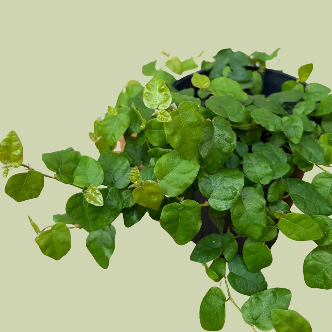 Ficus Pumila - The Flower Crate