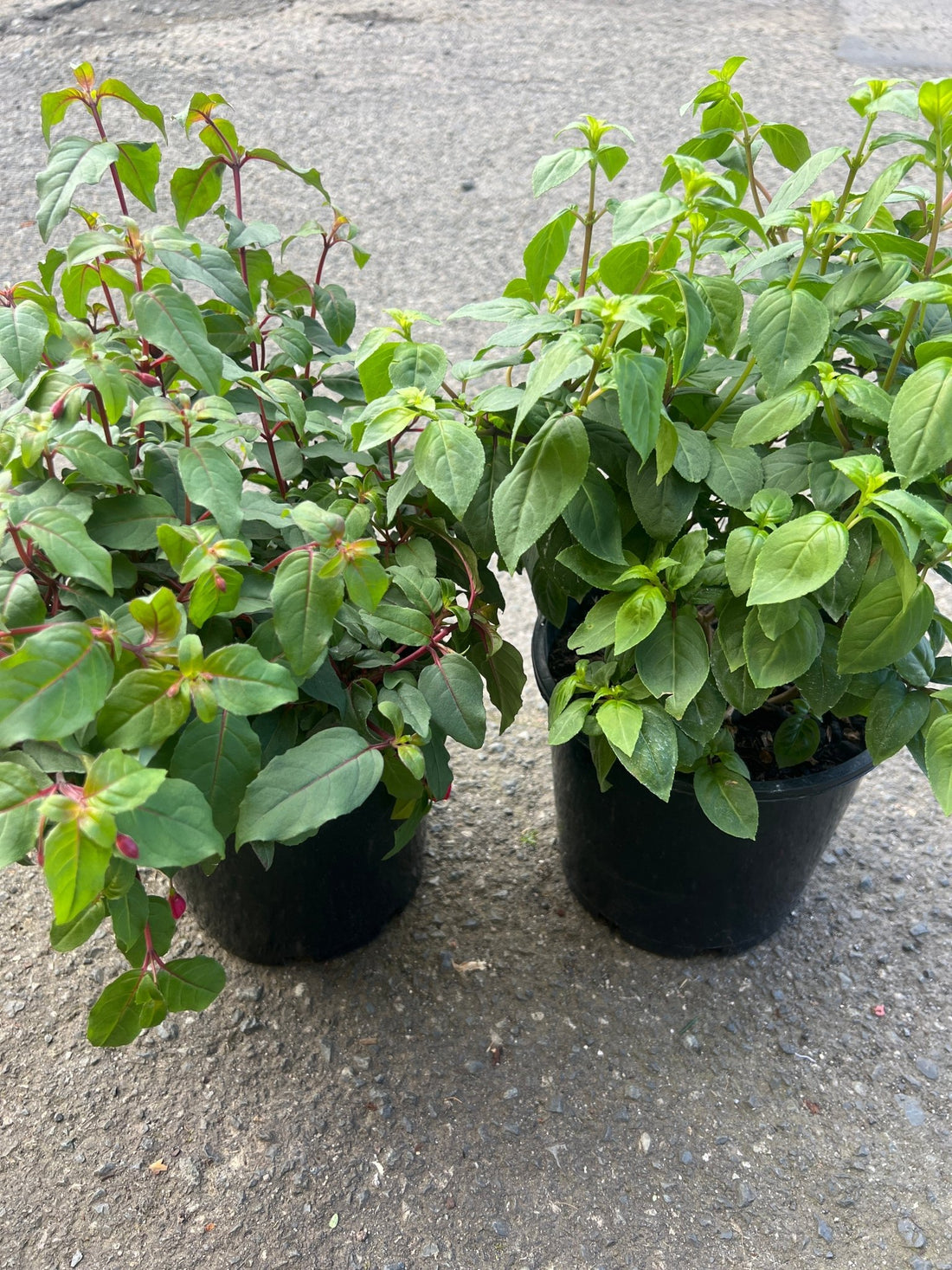 Fuchsia (Assorted) - The Flower Crate