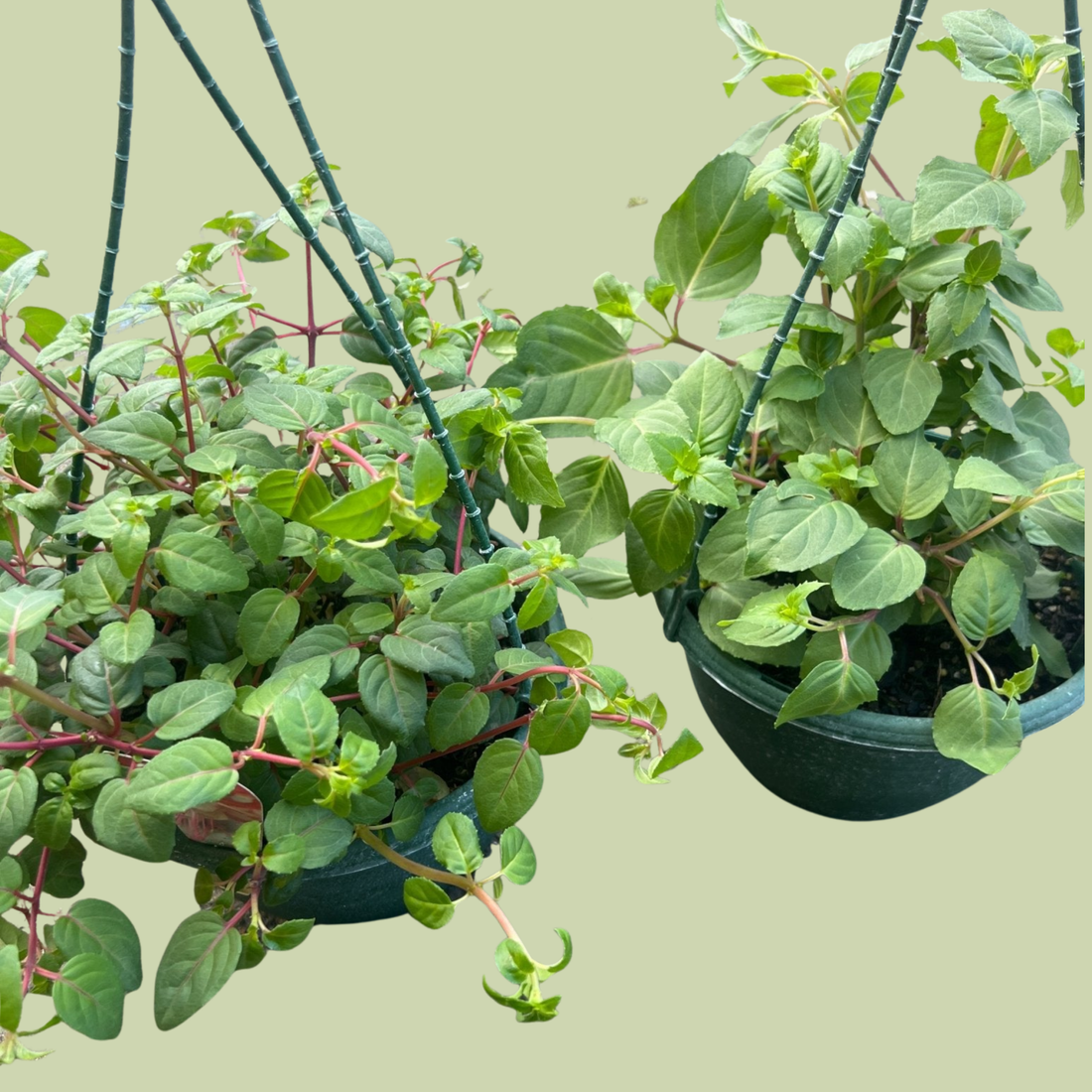 Fuchsia (Assorted) - The Flower Crate