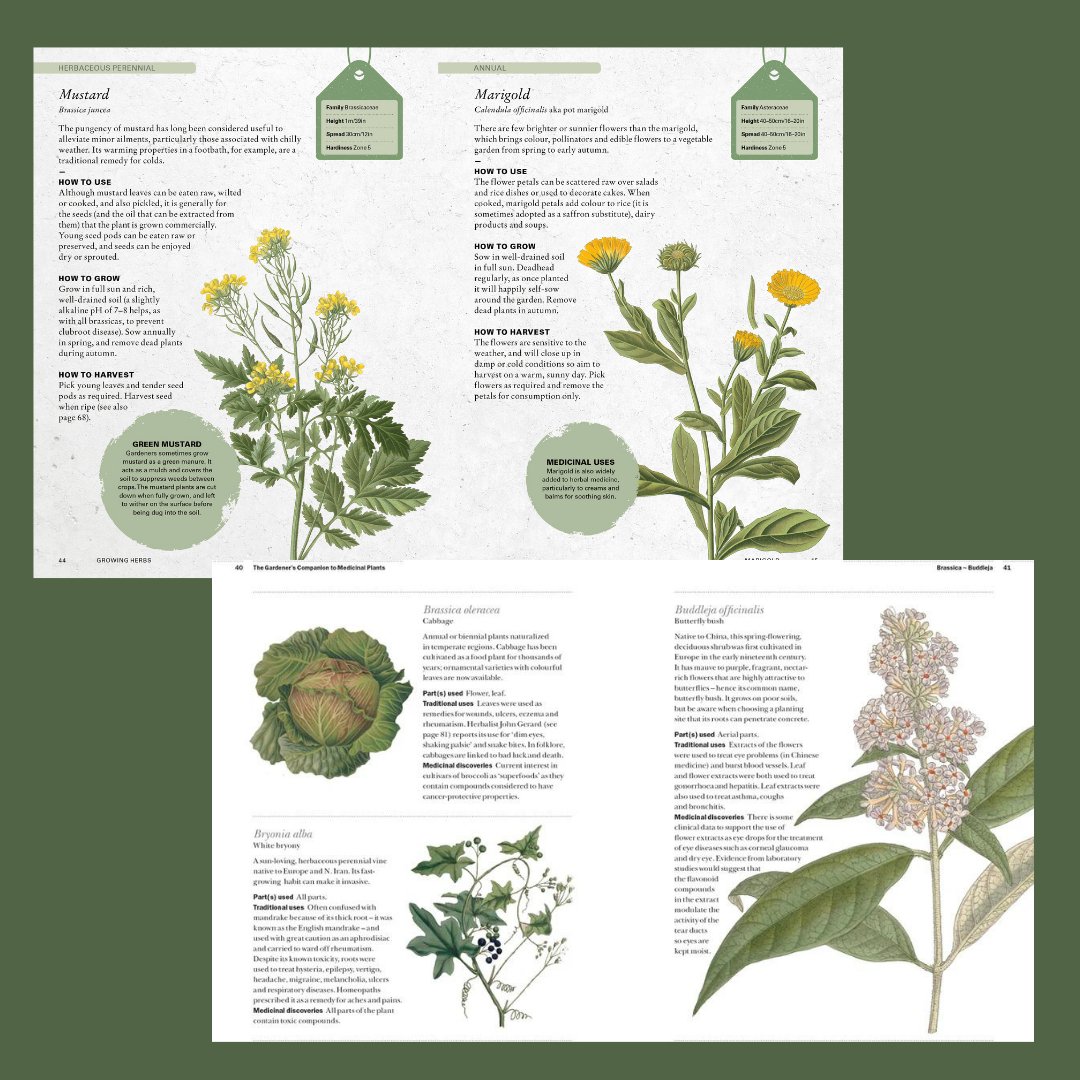 Gardeners Companion to Medicinal Plants - The Flower Crate