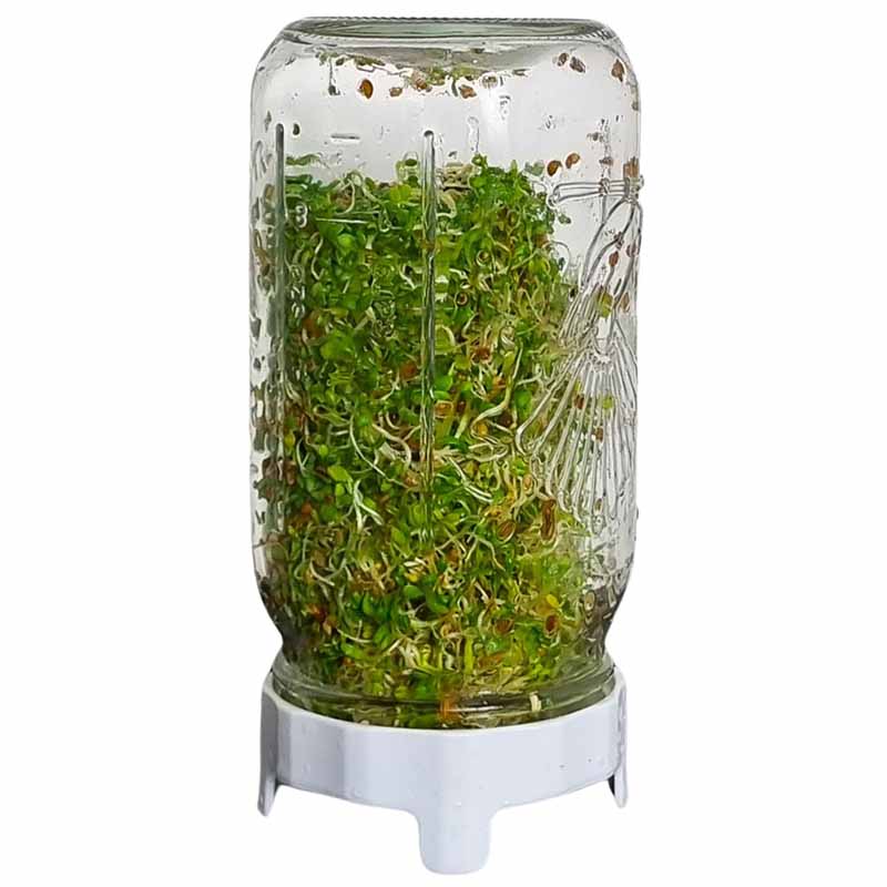 Goodlife - 1L Sprouting Jar Kit - The Flower Crate