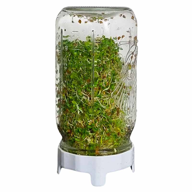 Goodlife - Broccoli Sprouting Seeds - The Flower Crate